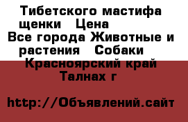  Тибетского мастифа щенки › Цена ­ 10 000 - Все города Животные и растения » Собаки   . Красноярский край,Талнах г.